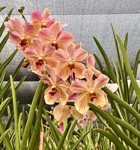 Papilionanda Xi Jinping-Peng Liyuan