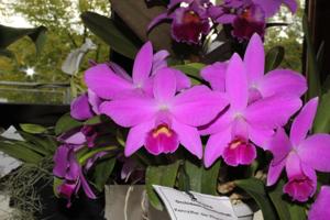 Cattleya Norbert Sperr