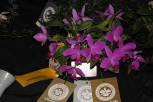 Cattleya Norbert Sperr