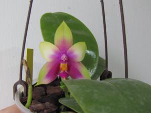 Phalaenopsis Yin's Bellina Queen