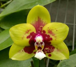 Phalaenopsis Chienlung Sweet Parrot