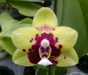 Phalaenopsis Chienlung Sweet Parrot