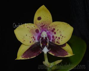 Phalaenopsis Chienlung Sweet Parrot