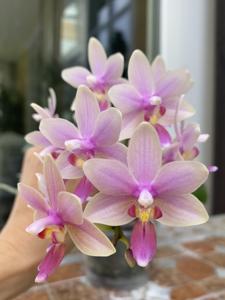 Phalaenopsis Chienlung Venus