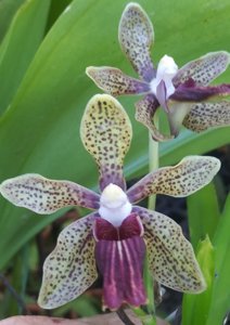 Vanda Naoki Kawamura