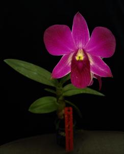 Dendrobium Alisun Monsters