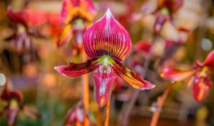Paphiopedilum Senne Traumwandler
