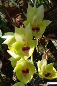 Catasetum Darkness