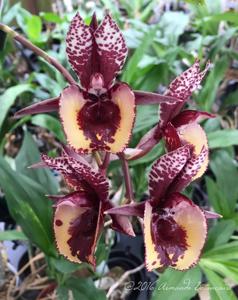 Catasetum Dark Odyssey