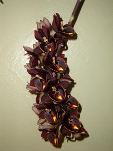 Catasetum Dark Tale