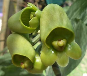 Catasetum Dark Tale