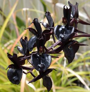 Catasetum Dark Tale