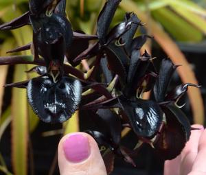Catasetum Dark Tale