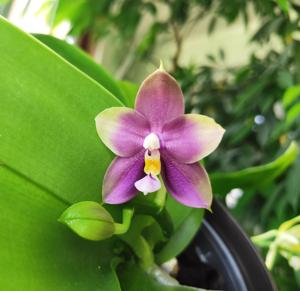 Phalaenopsis Mituo Blue Bear