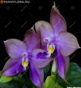 Phalaenopsis Mituo Blue Bear