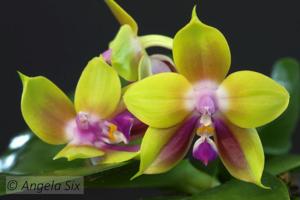 Phalaenopsis Mituo Princess