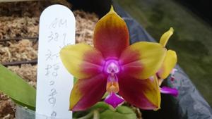 Phalaenopsis Mituo Princess