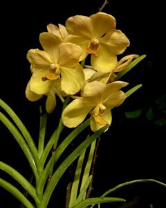 Papilionanda Patricia Gay