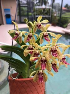 Vanda Motes Lemon Tart