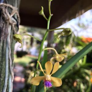 Vanda Stephen Scott Young