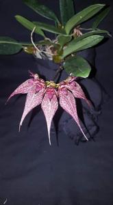 Bulbophyllum Maily Surprise