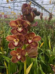 Cymbidium Barrita Fall