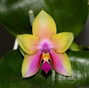 Phalaenopsis BJ and Doc