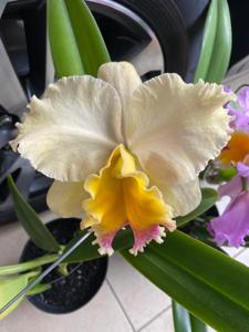 Rhyncholaeliocattleya AL Nowak's Dream