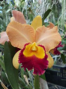 Rhyncholaeliocattleya AL Nowak's Dream