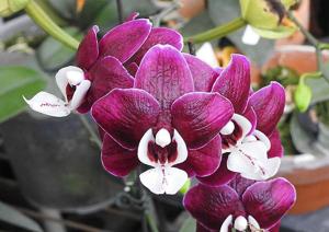 Phalaenopsis Liu's Black Angel