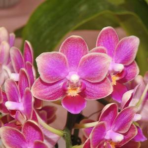 Phalaenopsis Hualien Sweet Peach