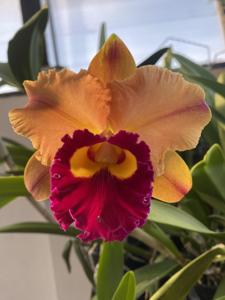 Rhyncholaeliocattleya Yingluck Smile