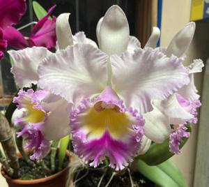 Rhyncholaeliocattleya Siam Pink