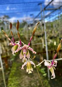 Dendrobium Emrys Myles Chew