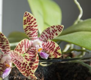 Phalaenopsis Algifica