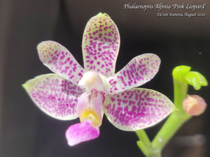 Phalaenopsis Alfinia