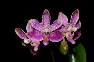 Phalaenopsis Alfinia