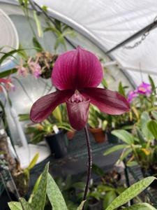 Paphiopedilum Worthy Red