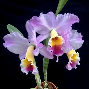 Rhyncholaeliocattleya Melania Trump