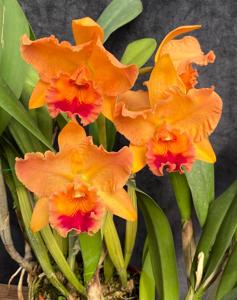 Rhyncholaeliocattleya Melania Trump