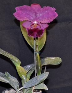 Rhyncholaeliocattleya Deception Sunset Storm