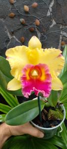 Rhyncholaeliocattleya Saeng U-Sa