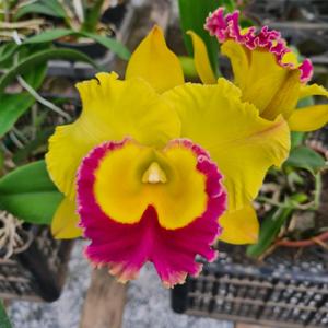 Rhyncholaeliocattleya Saeng U-Sa