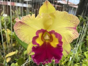 Rhyncholaeliocattleya Saeng U-Sa