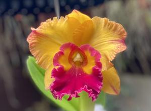 Rhyncholaeliocattleya Saeng U-Sa