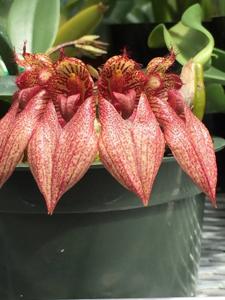 Bulbophyllum JM Guilloty