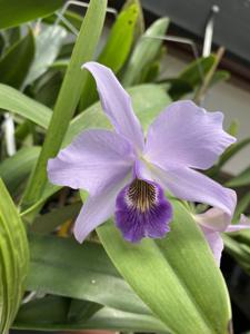 Laeliocatanthe Cielito Lindo