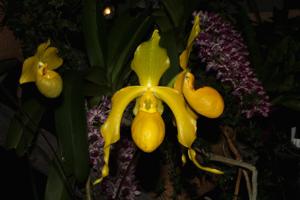 Paphiopedilum Struber Moon Sand