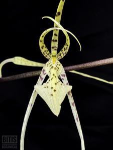 Brassia Senne Macurosa