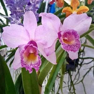 Cattleya Tanya Danilchick